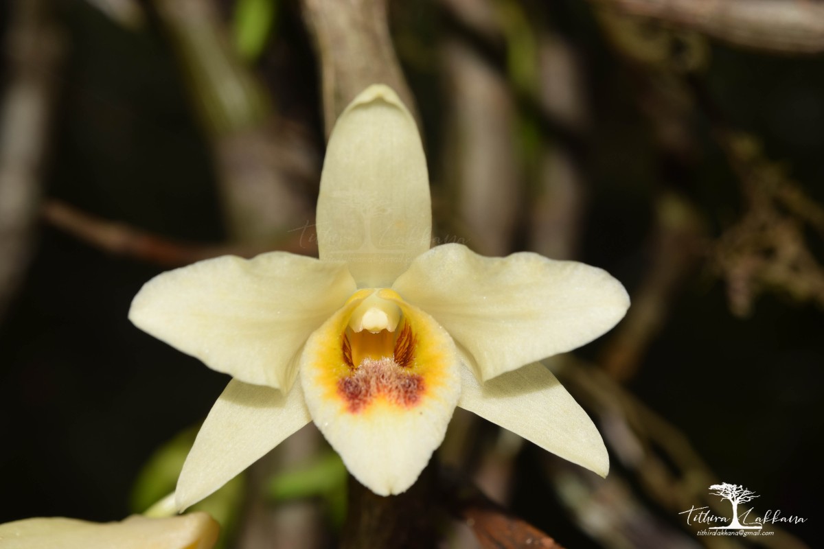 Dendrobium heterocarpum Wall. ex Lindl.